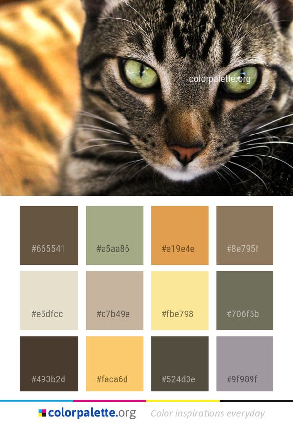 Cat Whiskers Face Color Palette