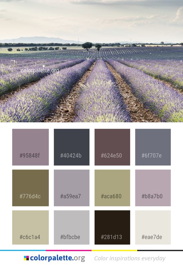 Field English Lavender Flower Color Palette