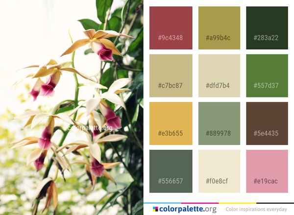 Flower Flowering Plant Color Palette