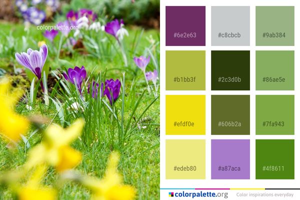 Flower Plant Crocus Color Palette