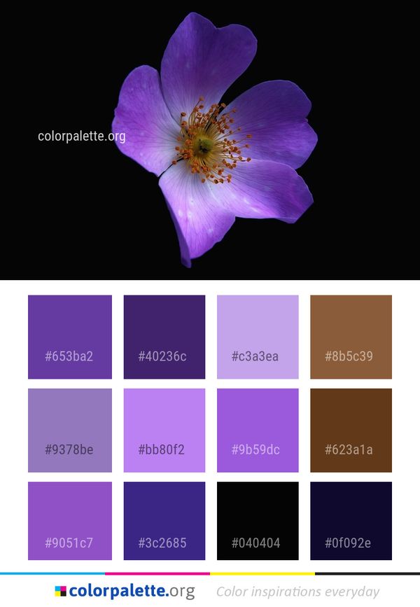 Flower Rose Family Rosa Canina Color Palette
