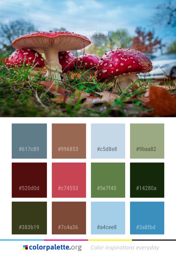 Mushroom Fungus Agaric Color Palette