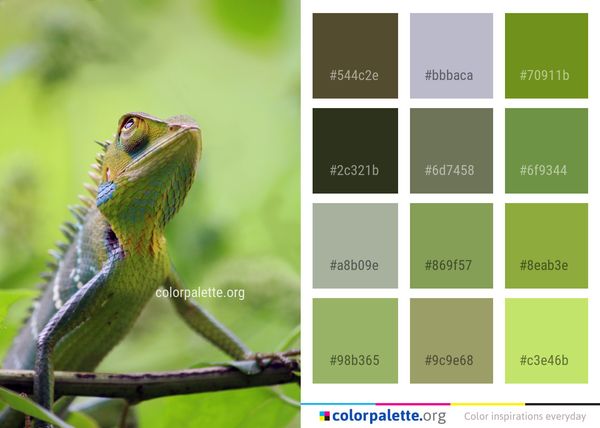 Reptile Lacertidae Lizard Color Palette