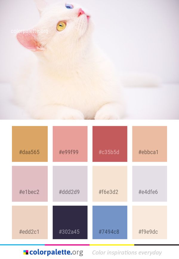 Cat White Skin Color Palette