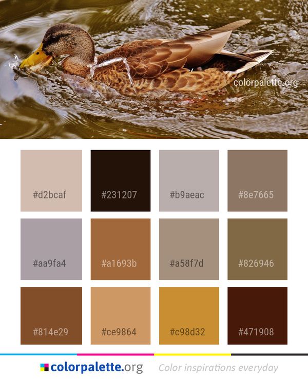 Duck Bird Mallard Color Palette
