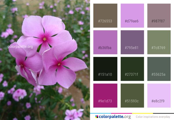 Flower Pink Flora Color Palette