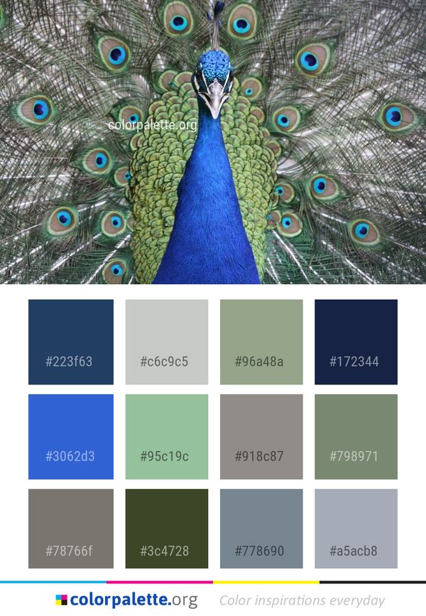 Peafowl Feather Galliformes Color Palette