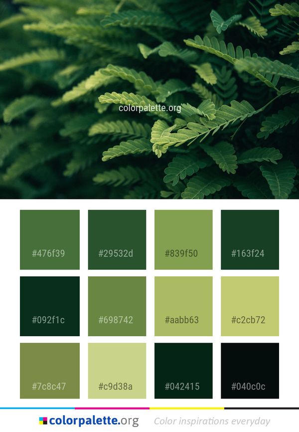 Vegetation Leaf Plant Color Palette