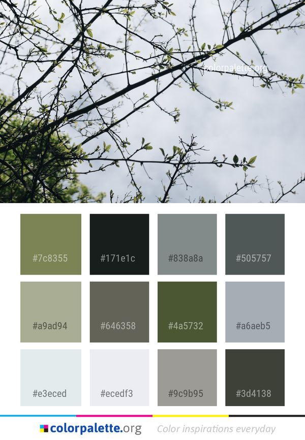 Branch Tree Leaf Color Palette