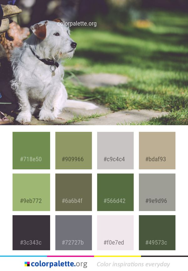 Dog Breed Like Mammal Color Palette