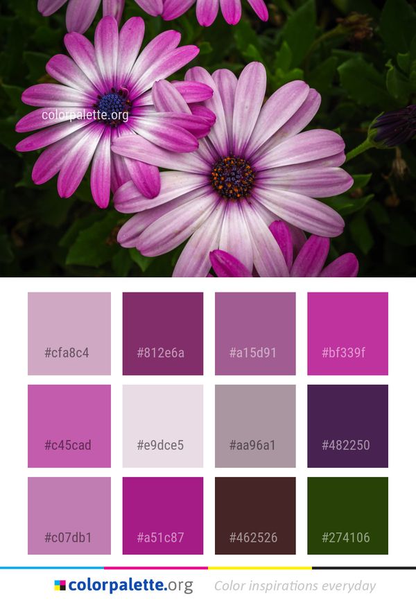 Flower Flora Purple Color Palette