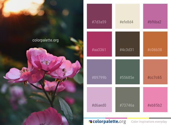 Flower Pink Rose Family Color Palette