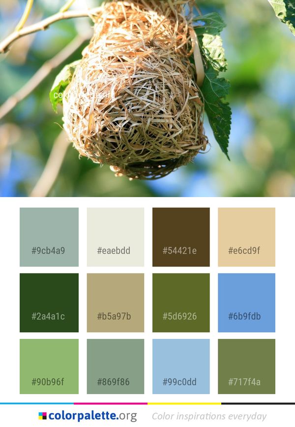 Bird Nest Color Palette