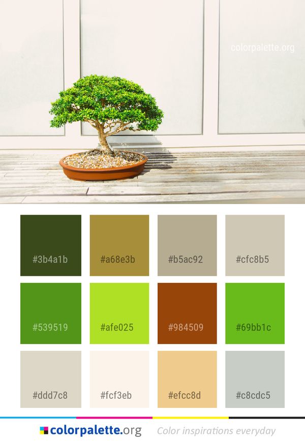 Bonsai Plant Houseplant Color Palette