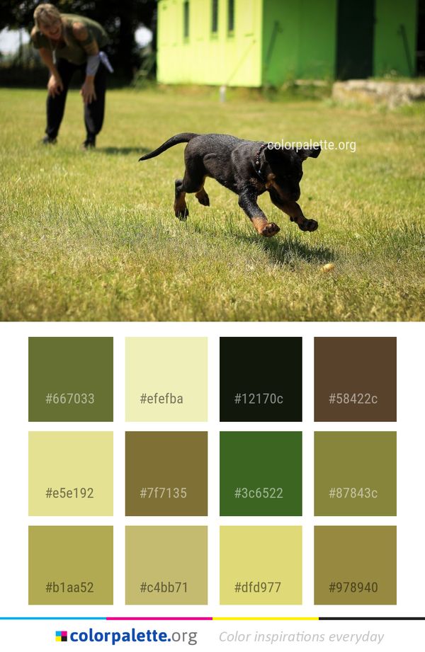 Dog Like Mammal Grass Color Palette