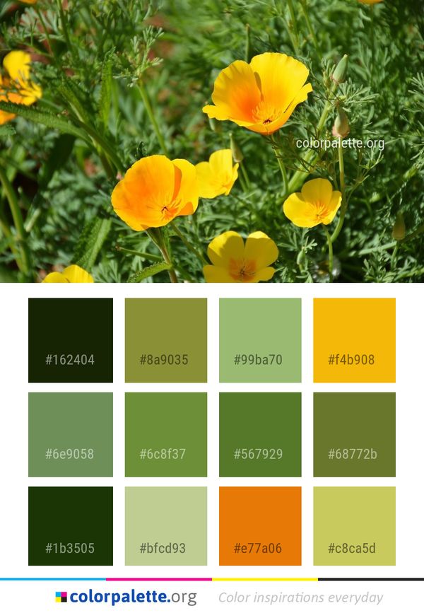 Flower Eschscholzia Californica Yellow Color Palette