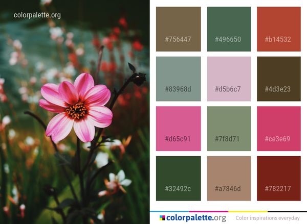 Flower Plant Flora Color Palette