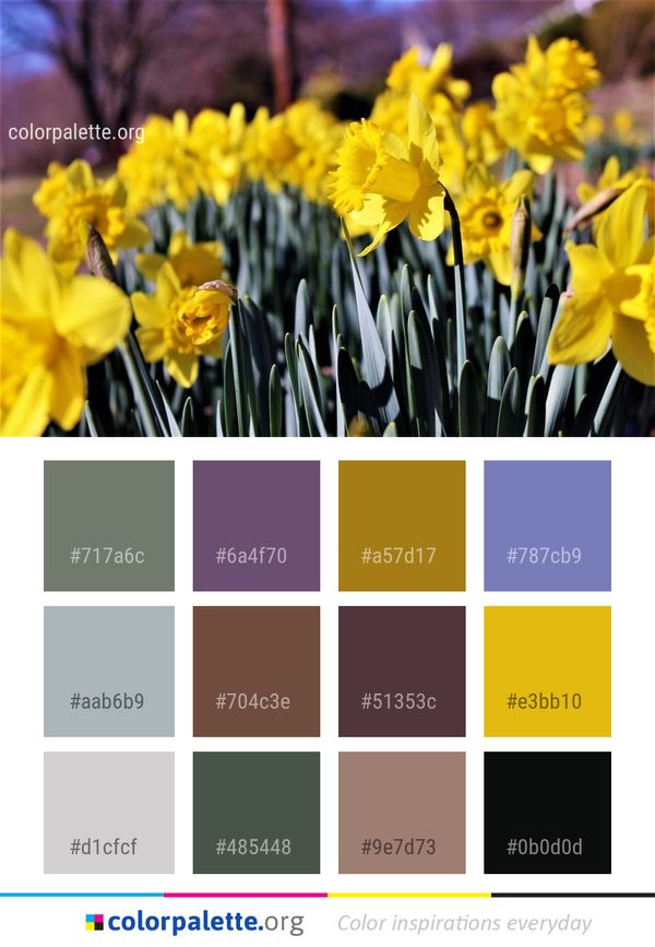 Flower Yellow Flowering Plant Color Palette