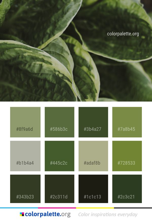 Leaf Plant Vegetation Color Palette