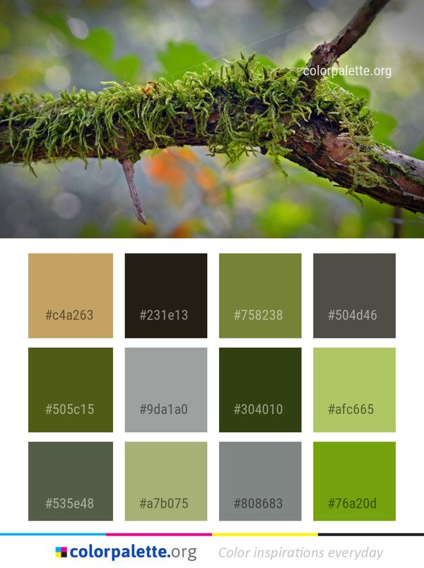 Vegetation Branch Tree Color Palette