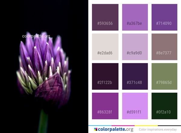 Flower Purple Violet Color Palette