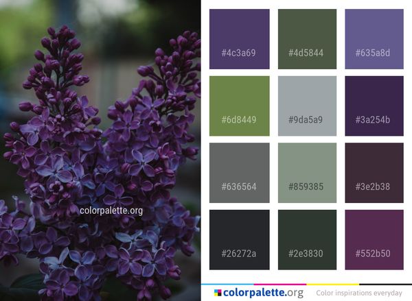 Lilac Flower Purple Color Palette