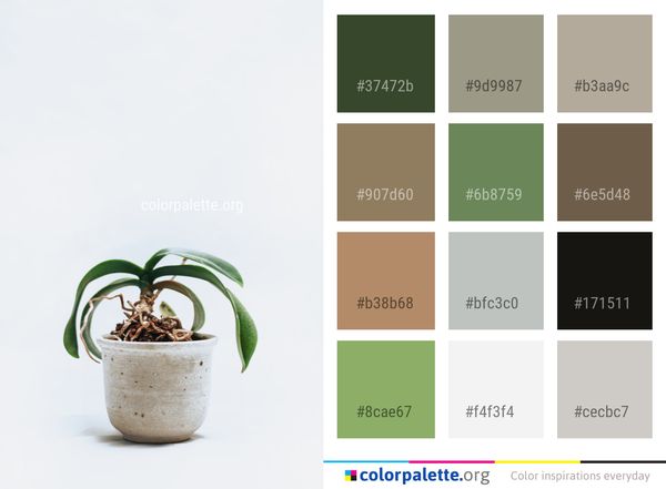 Plant Flowerpot Houseplant Color Palette