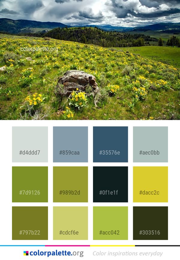 Vegetation Nature Wildflower Color Palette