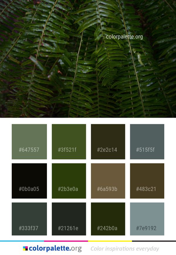 Vegetation Plant Ferns And Horsetails Color Palette
