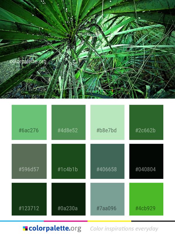 Vegetation Plant Leaf Color Palette