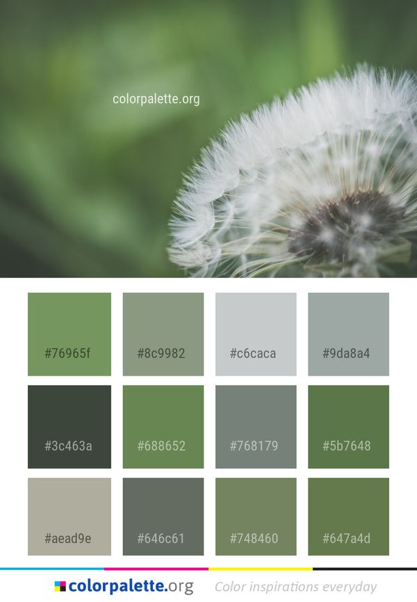 Flower Dandelion Flora Color Palette