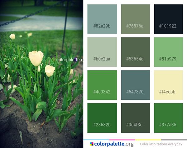 Flower Plant Flowering Color Palette