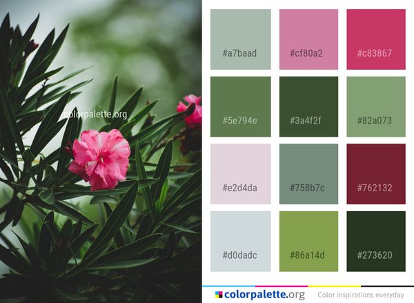 Plant Flower Pink Color Palette