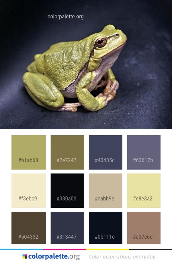 Ranidae Frog Amphibian Color Palette