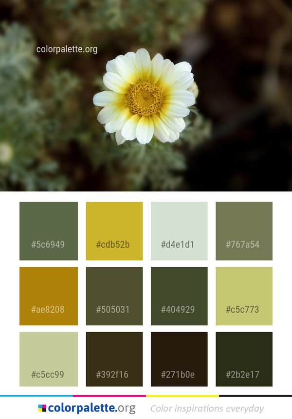 Flower Yellow Flora Color Palette