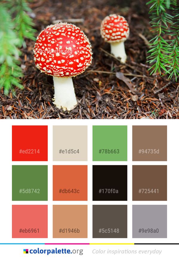 Mushroom Fungus Agaric Color Palette