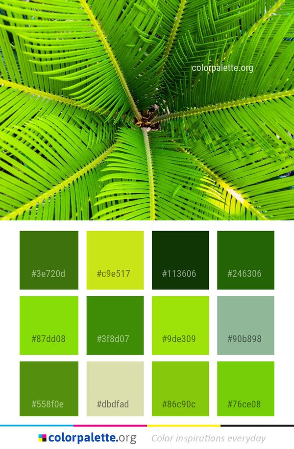 Vegetation Leaf Ostrich Fern Color Palette