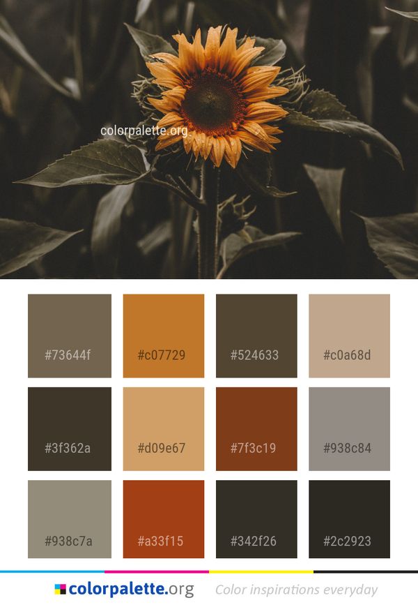 Flower Yellow Flora Color Palette