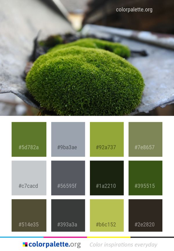 Non Vascular Land Plant Grass Moss Color Palette