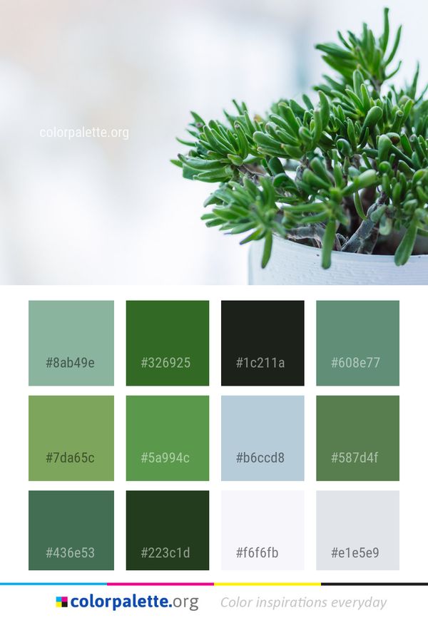 Plant Herb Pine Family Color Palette