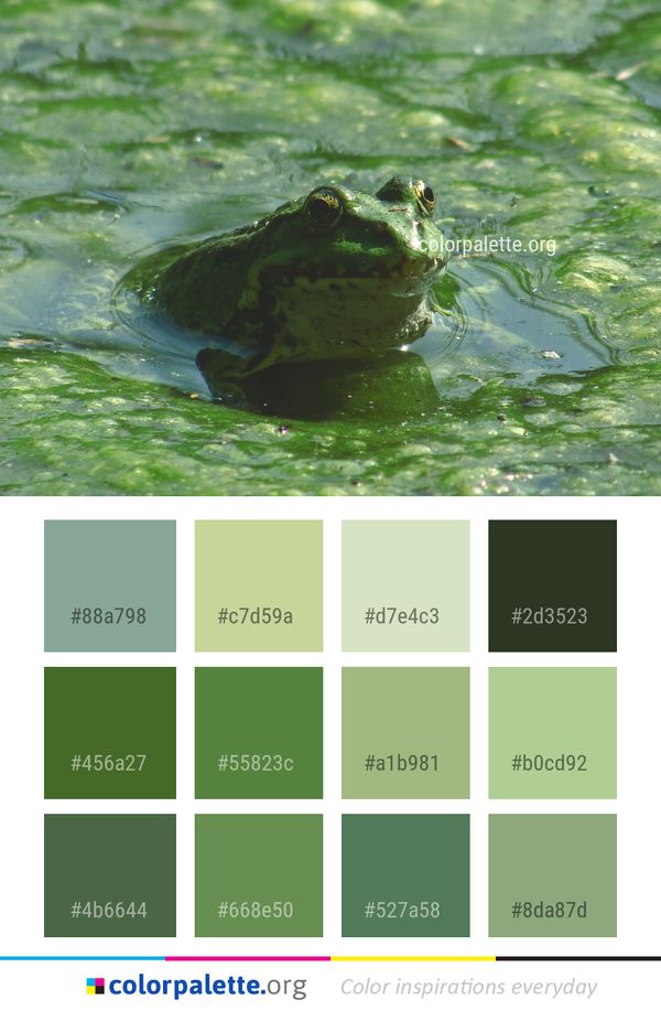 Water Ranidae Fauna Color Palette