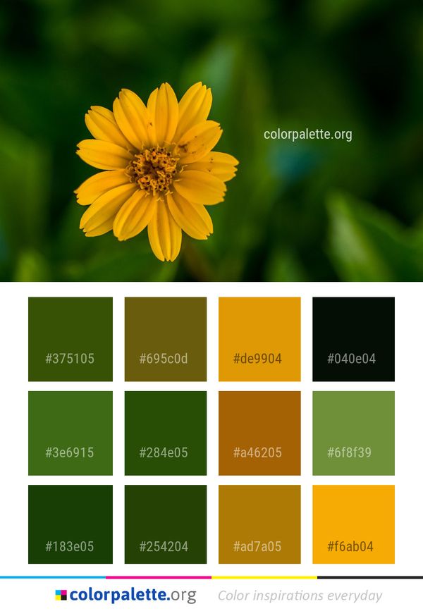 Flower Yellow Flora Color Palette