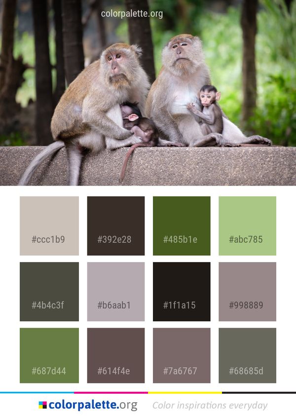 Macaque Mammal Fauna Color Palette