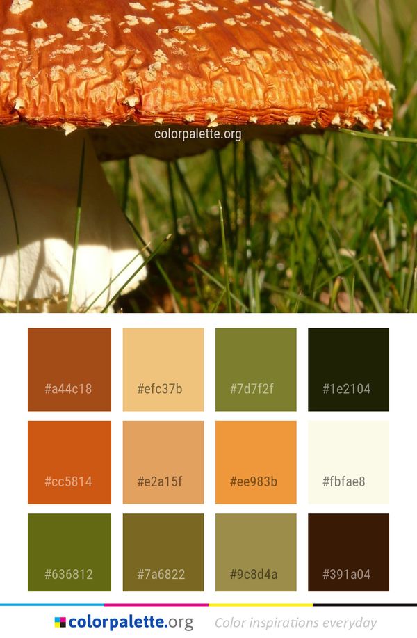 Mushroom Edible Fungus Color Palette