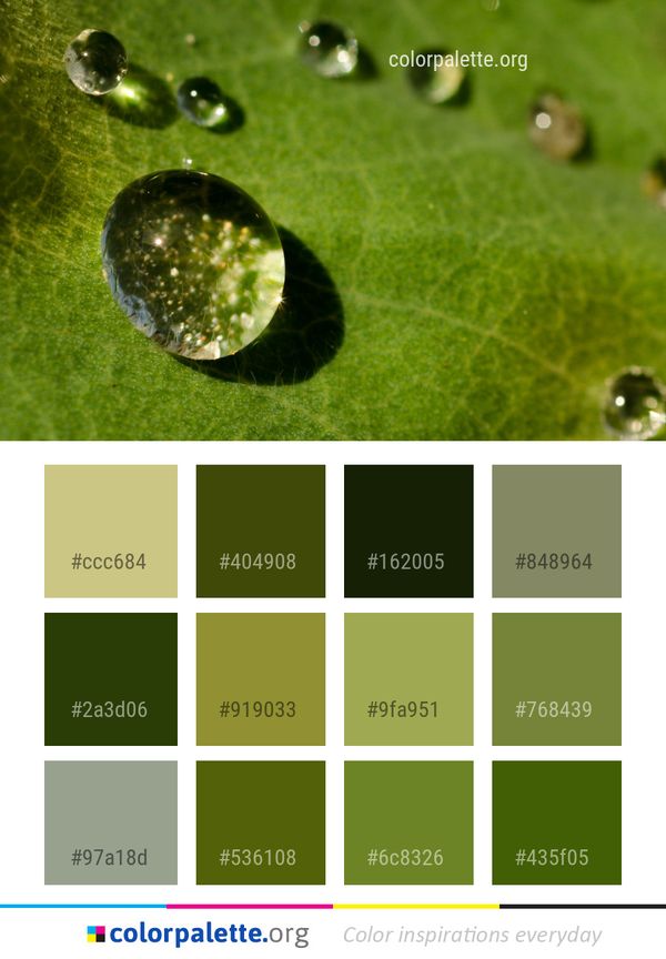 Water Dew Green Color Palette