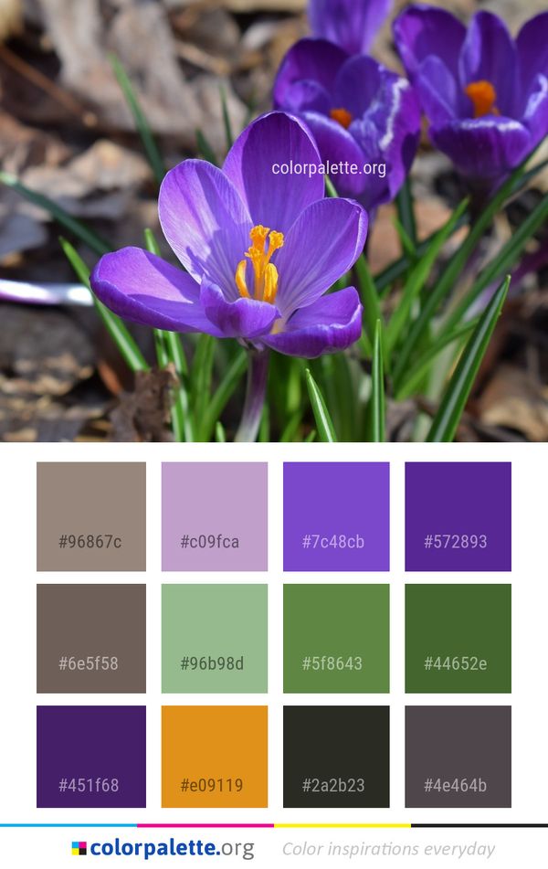 Flower Crocus Plant Color Palette