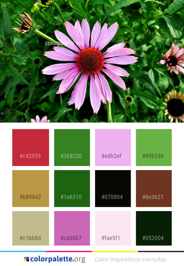 Flower Plant Flora Color Palette