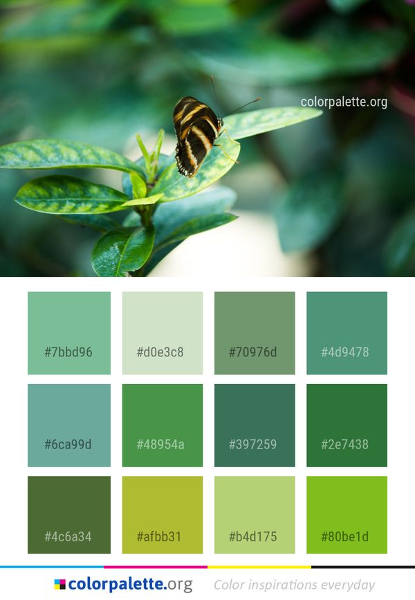 Insect Macro Photography Close Up Color Palette