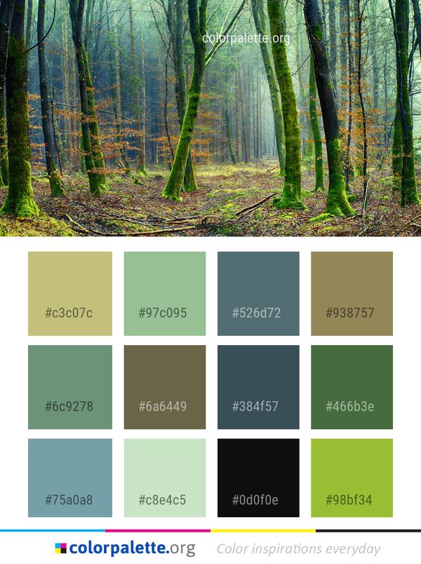 Woodland Forest Ecosystem Color Palette