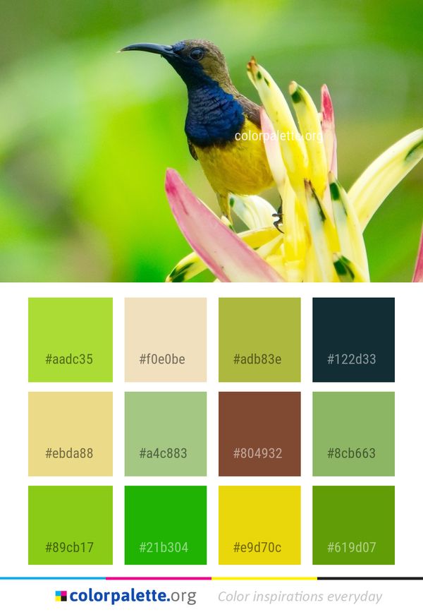 Bird Beak Fauna Color Palette